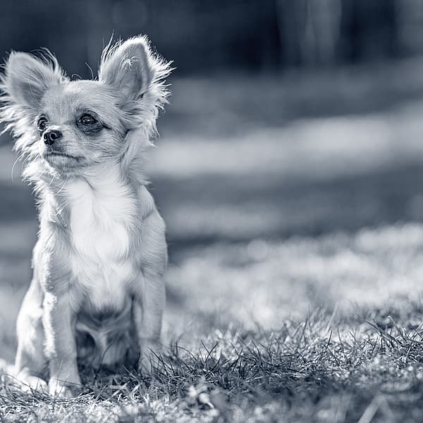 En liten hund som sitter i gresset.