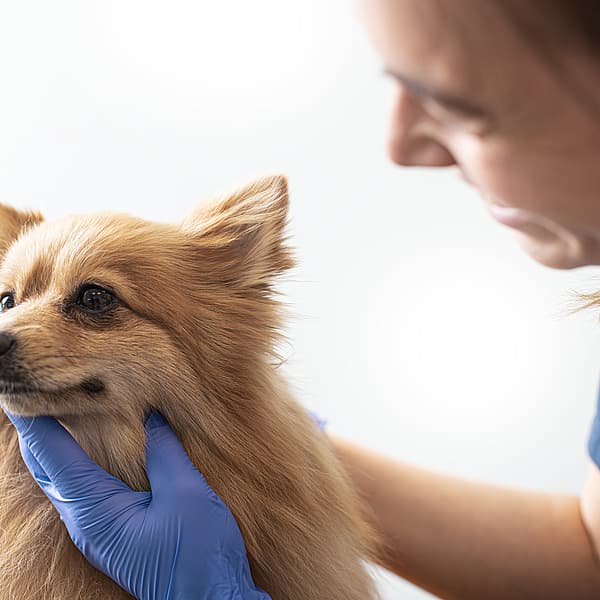 En person som berører en hund.