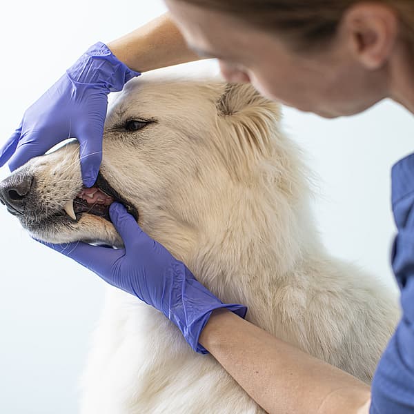 En person i blå hansker som berører munnen til en hund.