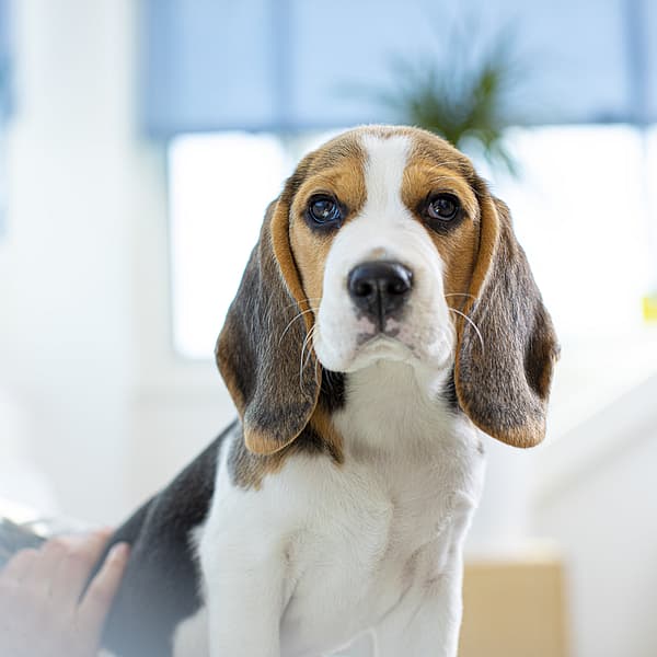 En hund som ser opp på kameraet.