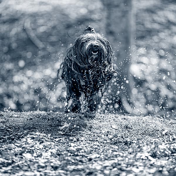 En hund som står i jorda.