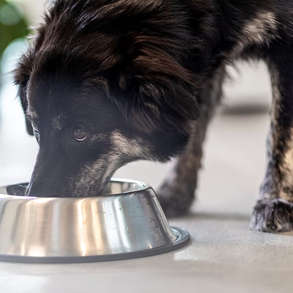 En hund som spiser fra en bolle.