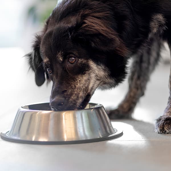 En hund som spiser fra en bolle.