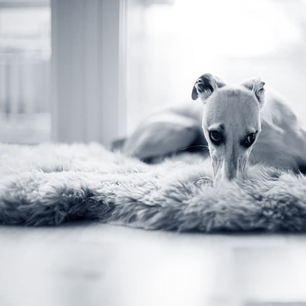 En hund som ligger på et pelsteppe.
