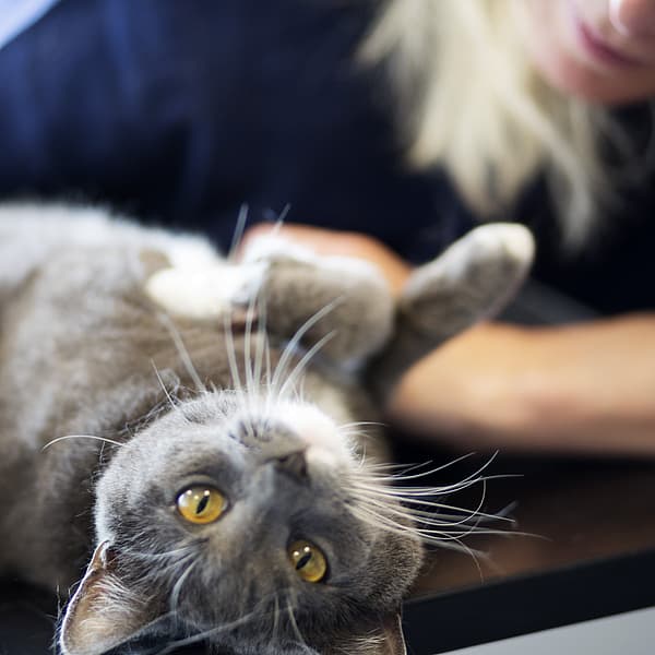En katt som ligger på ryggen.