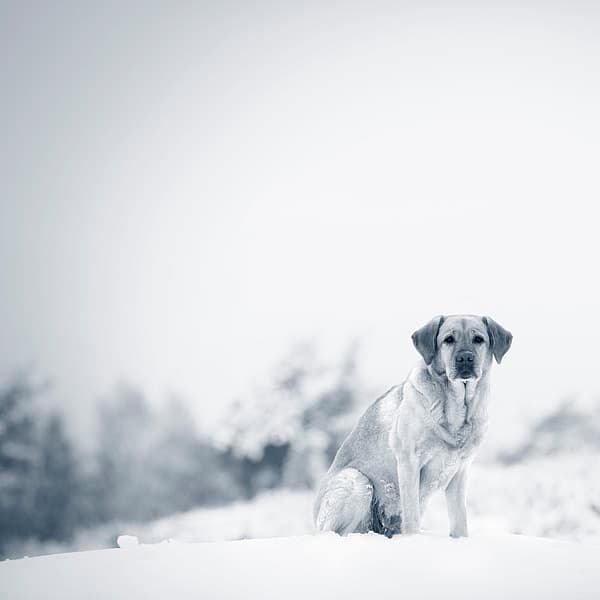 En hund som sitter i snøen.