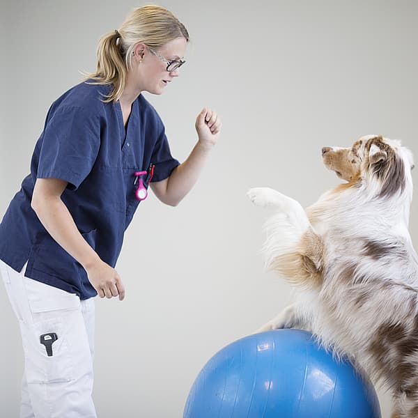 En person og hund som står på en blå ball.