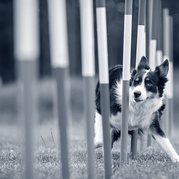 En hund som løper gjennom et hinder.