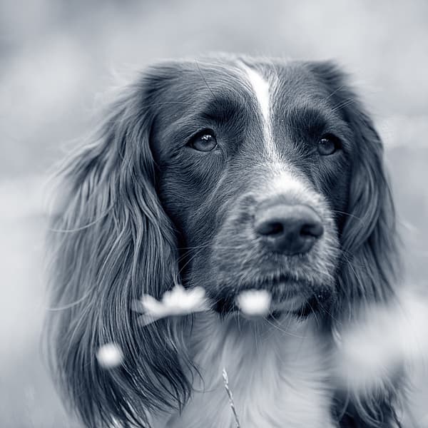 En hund som ser inn i kameraet.