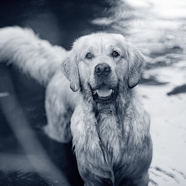 En hund som står i vann.