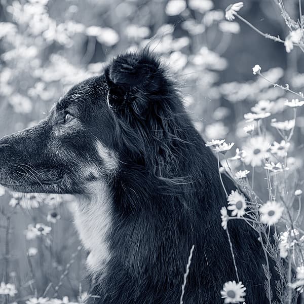 En hund som sitter i en blomsteråker.