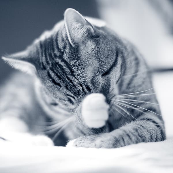 En katt som ligger på en seng.