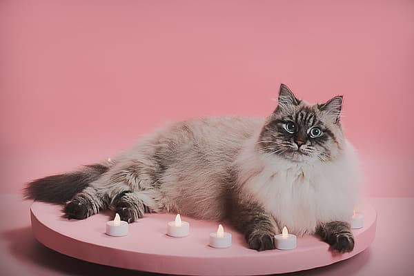 En katt som ligger på et rosa bord med stearinlys.