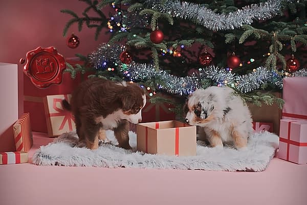 To valper ser på en gave under et juletre.
