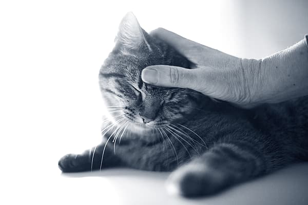 En hånd som berører en katt.
