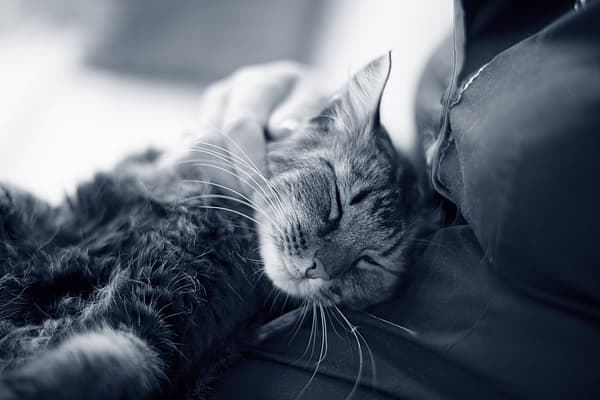 En katt som ligger på fanget til en person.