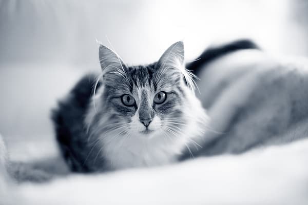 En katt som ligger på et teppe.