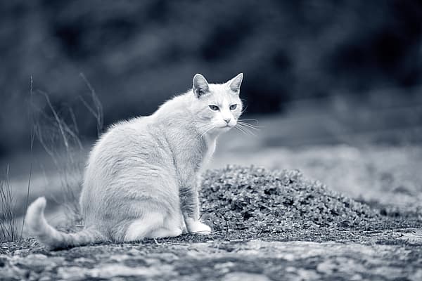 En katt som sitter på en stein.
