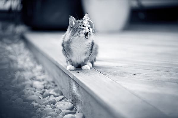 En katt som sitter på en treflate.