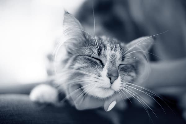 En katt med lukkede øyne.