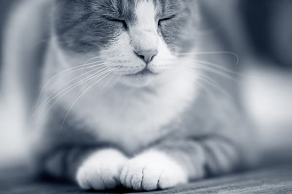 Et nærbilde av en katt.