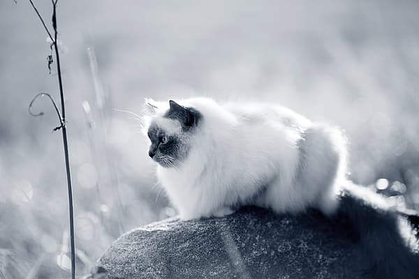 En katt som sitter på en stein.