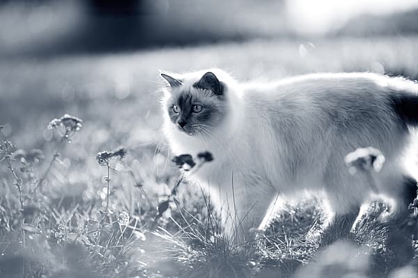 En katt som står i gresset.