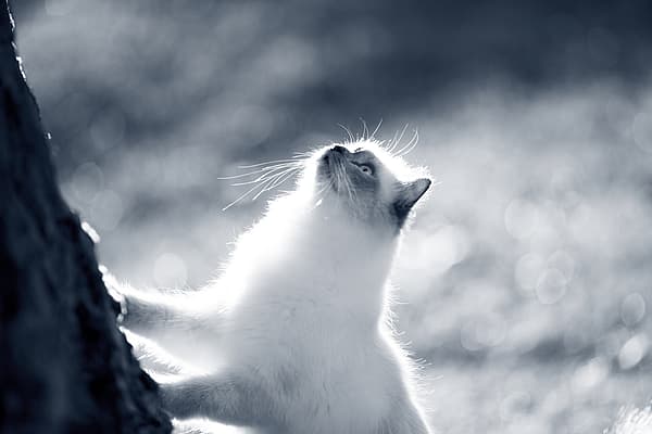 En katt som klatrer i et tre.