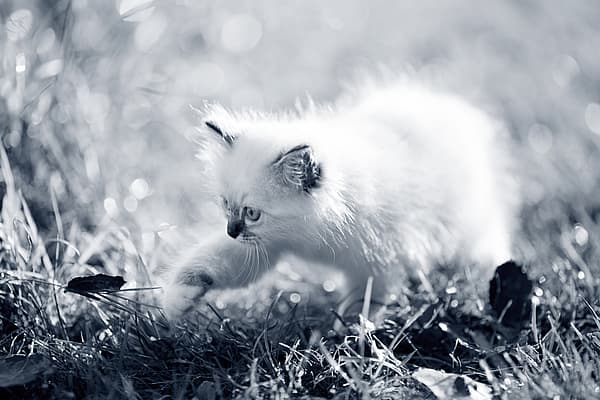En hvit kattunge i gress.