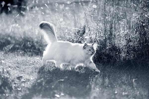 En katt som går i gress.