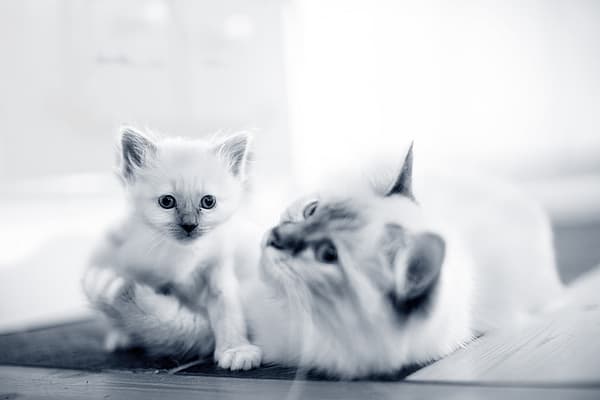 En katt og kattunge som ligger på gulvet.