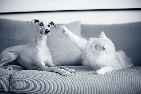 En hund og katt på en sofa.