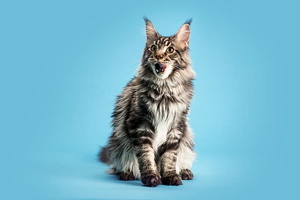 En katt som sitter på blå bakgrunn.