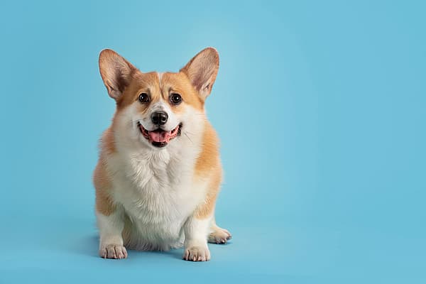 En hund som sitter på en blå overflate.