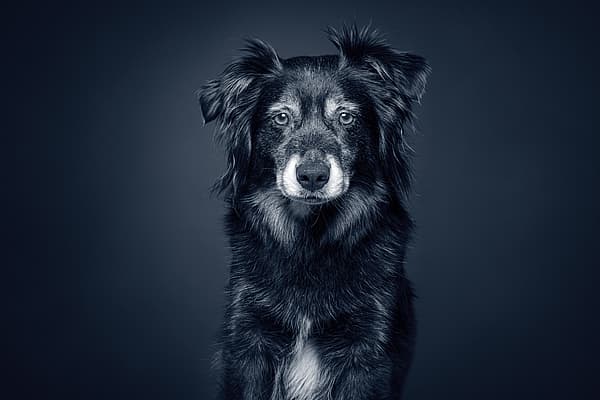 Et svart-hvitt-bilde av en hund.