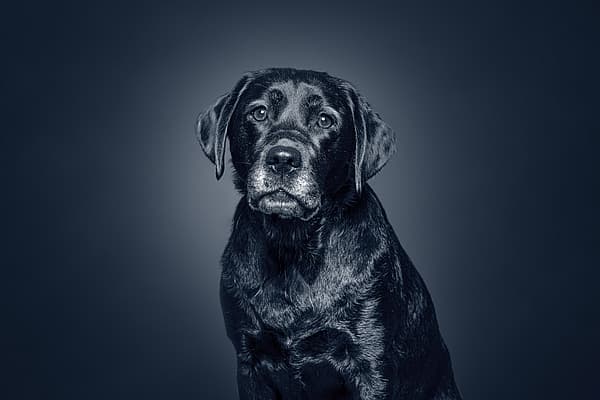 En svart hund med blå bakgrunn.