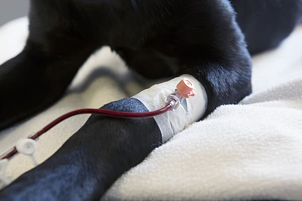 En hund med et rør festet til en hunds arm.