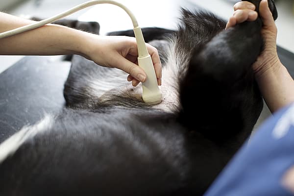 En person som bruker et ultralydapparat for å sjekke magen til en hund.