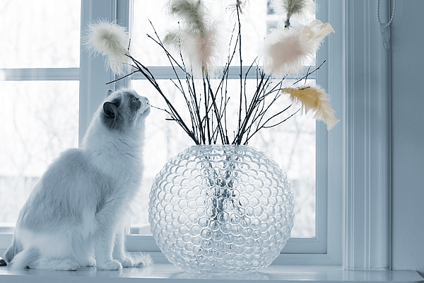 En katt som ser på en vase med fjær.