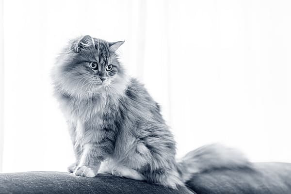 En katt som sitter på en sofa.