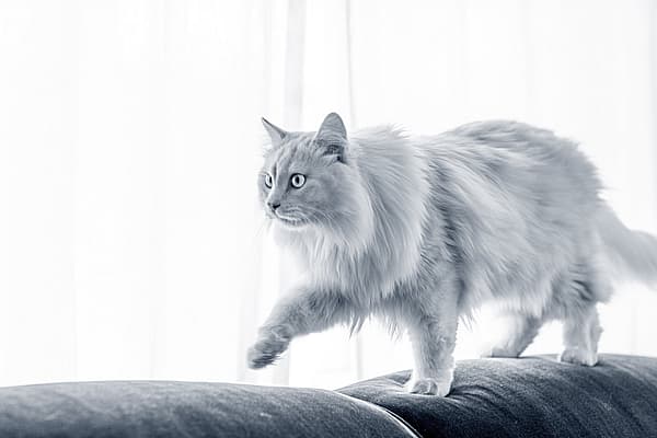 En katt som går på en sofa.