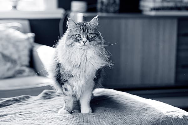 En katt som står på et teppe.