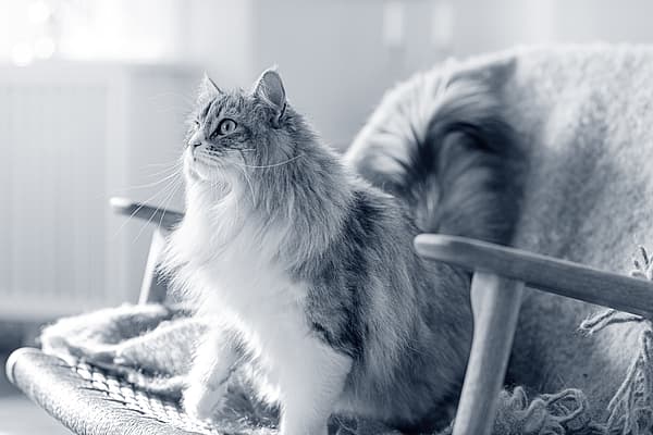 En katt som sitter på en stol.