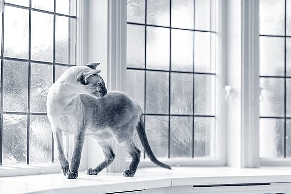 En katt som står i en vinduskarm.