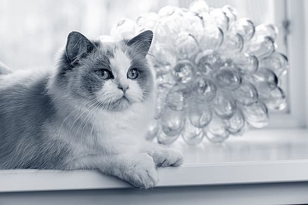 En katt som sitter på en avsats.