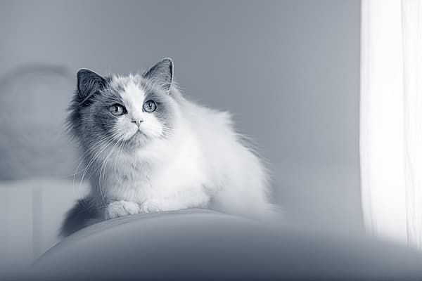 En katt som ser opp på kameraet.