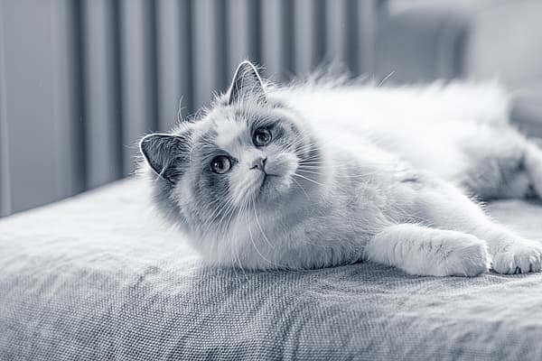 En katt som ligger på en seng.