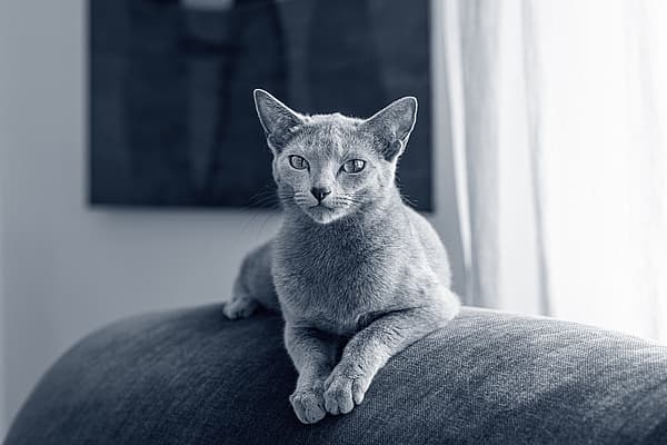 En katt som ligger på en sofa.