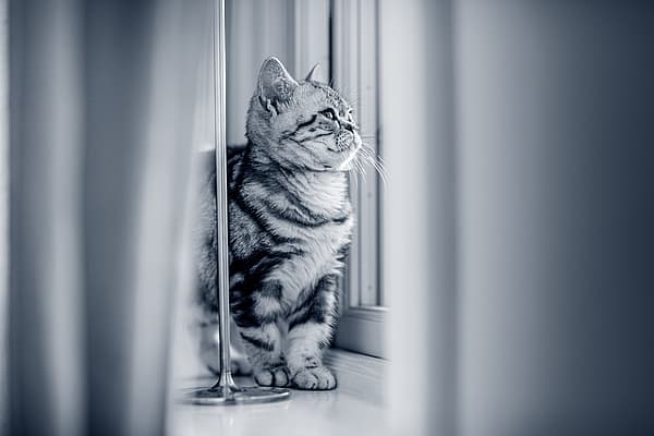 En katt som sitter på gulvet.
