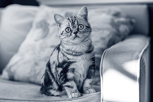 En katt som sitter på en sofa.